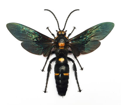 Megascolia procer javanensis (male)
Large Insect, Predator Wasps in White Background