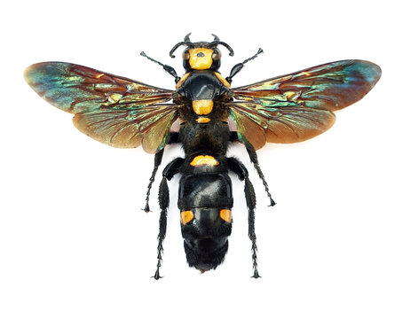 Megascolia procer sarawakensis (female)
Large Insect, Predator Wasps in White Background