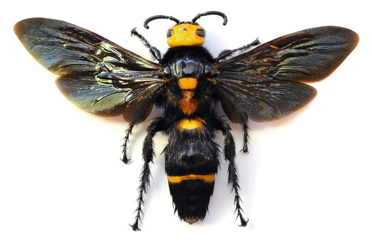 Megascolia speciosa (female)
Large Insect, Predator Wasps in White Background