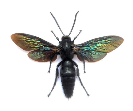 Megascolia velutina ducalis (male)
Large Insect, Predator Wasps in White Background
