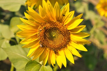 Large Sunflower Field Near Lawrence Kansas