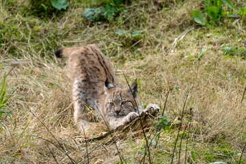 Jungluchs schärft Krallen