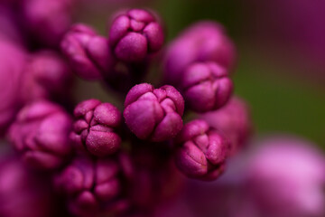 A blooming bush of purple lilac flowers.