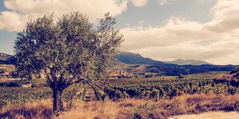 landscape with trees with olive tree in La Rioja (Spain)