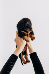 Dachshund 8 week old puppy female in white studio