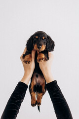 Dachshund 8 week old puppy male in white studio