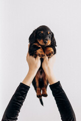 Dachshund 8 week old puppy male in white studio