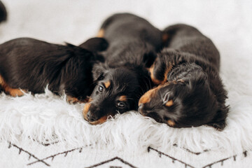 Dachshund 8 week old puppy black and tan in white space studio. Nursing sleeping puppies and their  mother. Puppy litter
