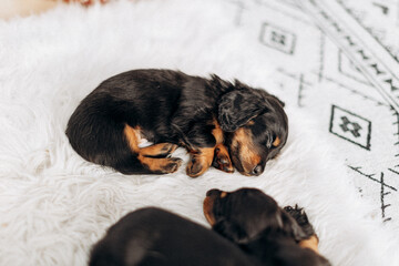Dachshund 8 week old puppy black and tan in white space studio. Nursing sleeping puppies and their  mother. Puppy litter