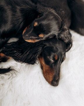 Dachshund 8 Week Old Puppy Black And Tan In White Space Studio. Nursing Sleeping Puppies And Their  Mother. Puppy Litter