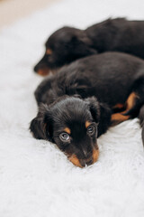 Dachshund 8 week old puppy black and tan in white space studio. Nursing puppy