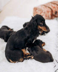 Dachshund 8 week old puppy black and tan in white space studio. Nursing puppy and dog mother