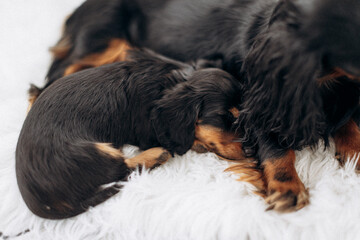 Dachshund 8 week old puppy black and tan in white space studio. Nursing puppy. Puppy litter  sleeping on a white blanket