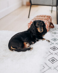 Dachshund nursing mother dog black and tan in white space studio