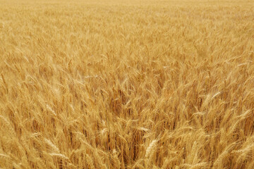 Beautiful agricultural field with ripe wheat crop
