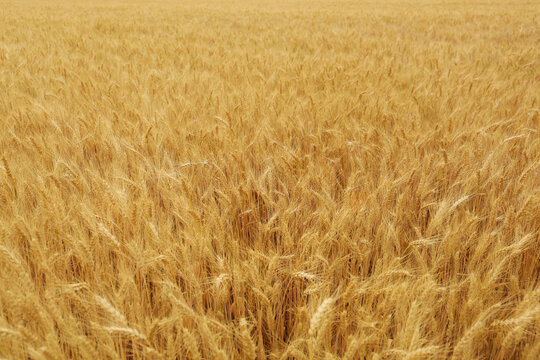 Ährenfeld Bilder Durchsuchen 90,885 Archivfotos, und