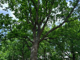 Beautiful tree with green leaves against blue sky, low angle view