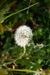 dandelion in the wind