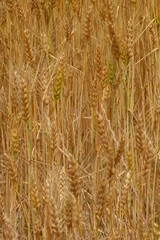 Field of wheat