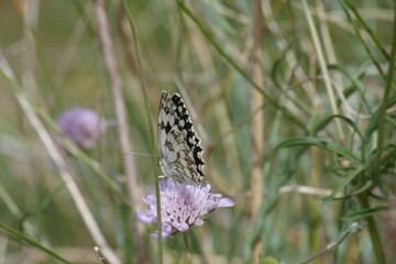 butterfly with violet flower