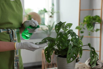 Woman spraying beautiful houseplant at table indoors, closeup