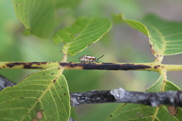 Sitting insect on a plant