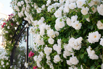 Beautiful blooming rose bush climbing on metal fence outdoors - obrazy, fototapety, plakaty