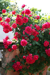 Beautiful blooming pink rose bush outdoors on sunny day