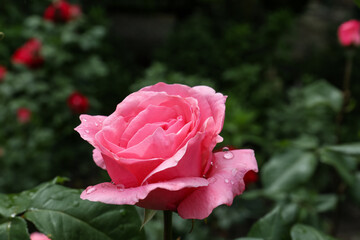 Beautiful pink rose flower with dew drops in garden, closeup
