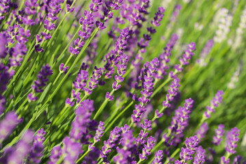 Beautiful blooming lavender plants in field on sunny day, closeup