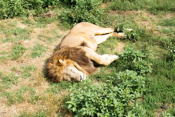 A wild beautiful lion is resting on the lush green grass of the savannah. A sunny day. Animals like to explore the surroundings on the sly.