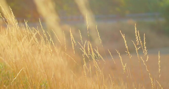 Dry grass in the field sways at sunset. Ears in a wild lawn in the park. Nature landscape concept. Spikelets of golden herb silhouette. Countryside. Windy weather. Close-up. Blurred background.