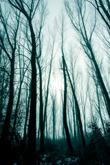 Obraz premium forest in fog