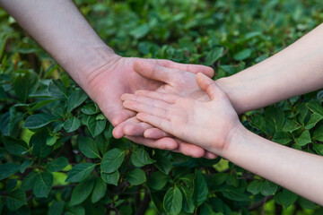 Dad, mom and child. The hands of an adult and a child lie on top of each other against the background of lush green foliage. 