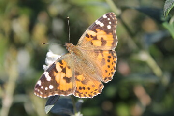 Obraz premium Sitting orange butterfly (Vanessa cardui) on a plant with white flowers