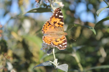 Sitting orange butterfly (Vanessa cardui) on a plant with white flowers
