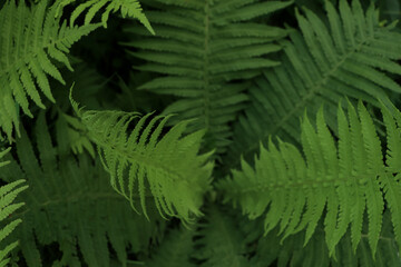 Fototapeta na wymiar Beautiful fern with lush green leaves growing outdoors, top view