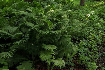 Beautiful fern with lush green leaves growing outdoors