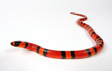 Honduran milk snake // Honduras Königsnatter (Lampropeltis triangulum hondurensis, Lampropeltis...