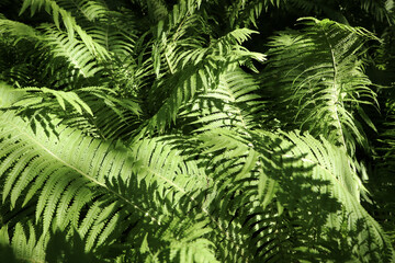 Beautiful fern with lush green leaves growing outdoors