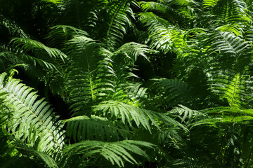 Beautiful fern with lush green leaves growing outdoors