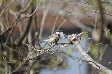 sitting titmouse on a tree with wool in the beak