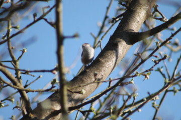 Sitting white bird on a tree with white flowers