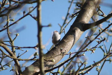 Sitting white bird on a tree with white flowers