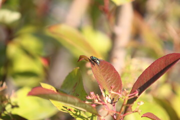 Sitting insect on a plant