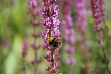Sitting insekt on purple flower