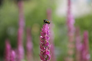 Sitting insekt on purple flower