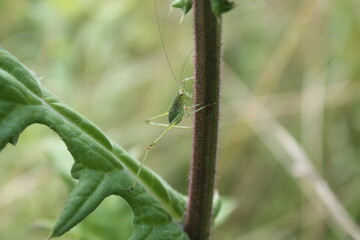 Sitting grasshopper on a plant