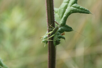 Sitting grasshopper on a plant