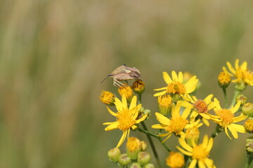 Sitting bedbug on a plant